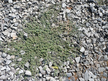Picture of spurge in driveway