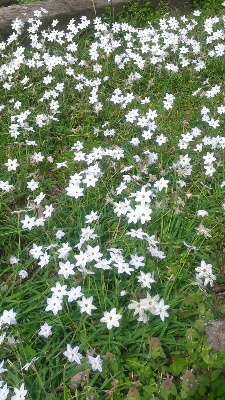 Picture of star of bethlehem