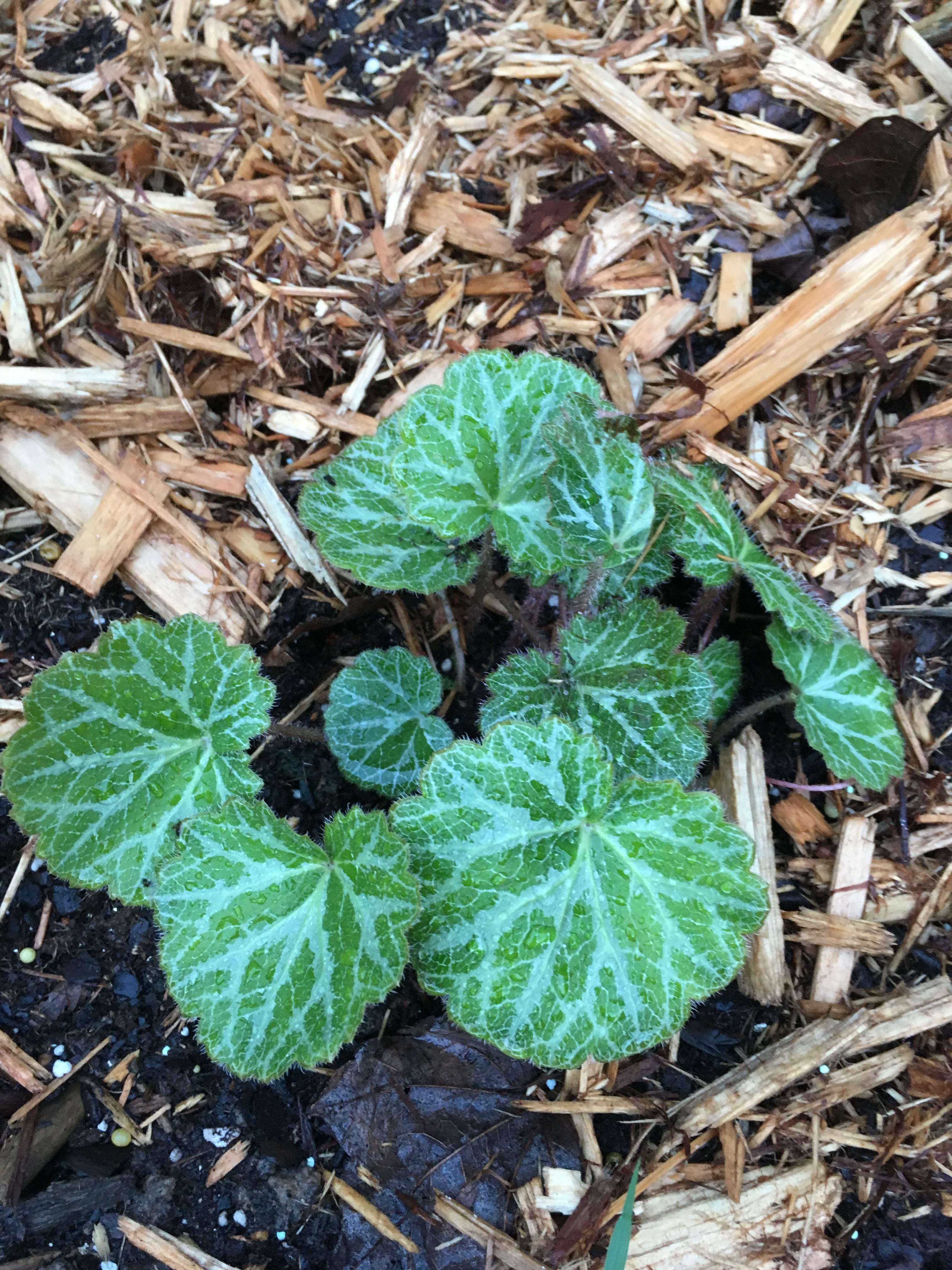 Image of strawberry geranium