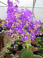 Picture of Tibouchina