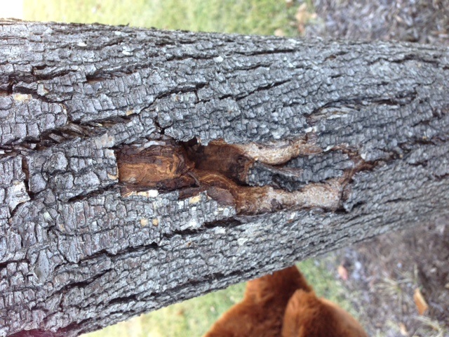 Image of a damaged Bradford pear 