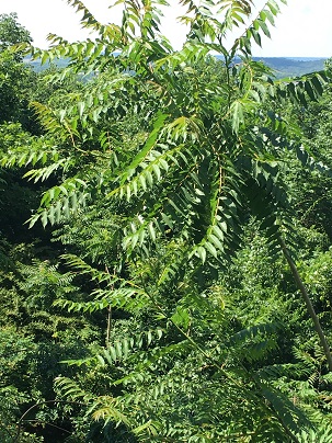 Picture of tree of heaven