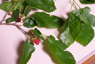 picture of mulberry tree