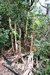 Banana sprouting