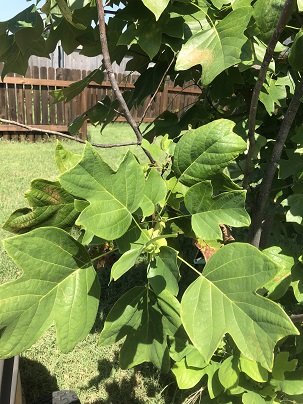 Picture of tulip poplar