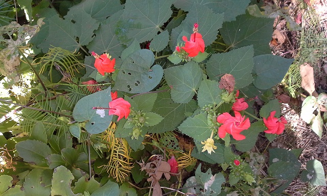 Photo of Turks Cap plant