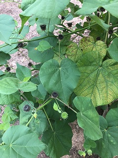 Picture of Velvet leaf