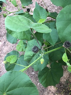 Picture of velvet leaf