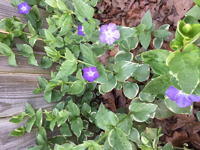 Variegated Vinca Major