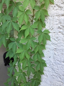 Picture of virginia creeper