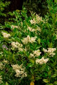 Image of wax leaf ligustrum