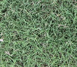 blades of bermuda grass up close