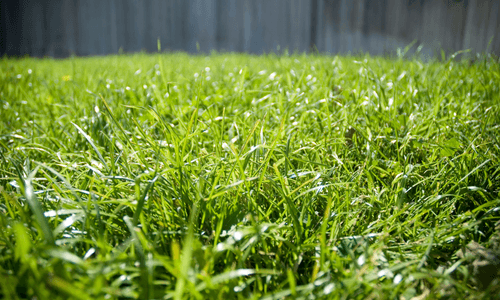 Close up of bermudagrass lawn with water droplets and a wooden privacy fence in the background
