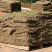 Sod Pallet | Lawns | Yard & Garden | Arkansas Extension