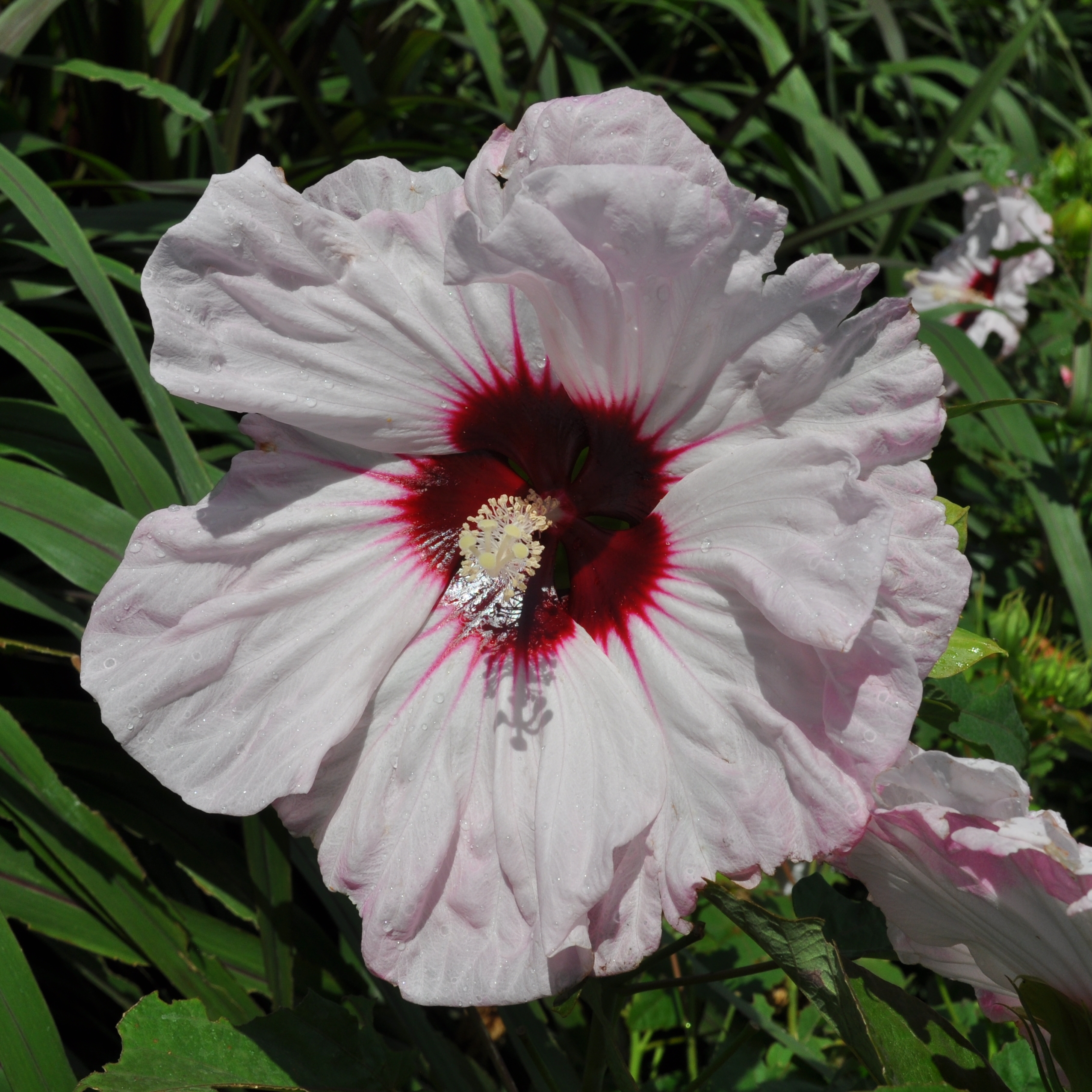 A photo of a white hisbiscus flower