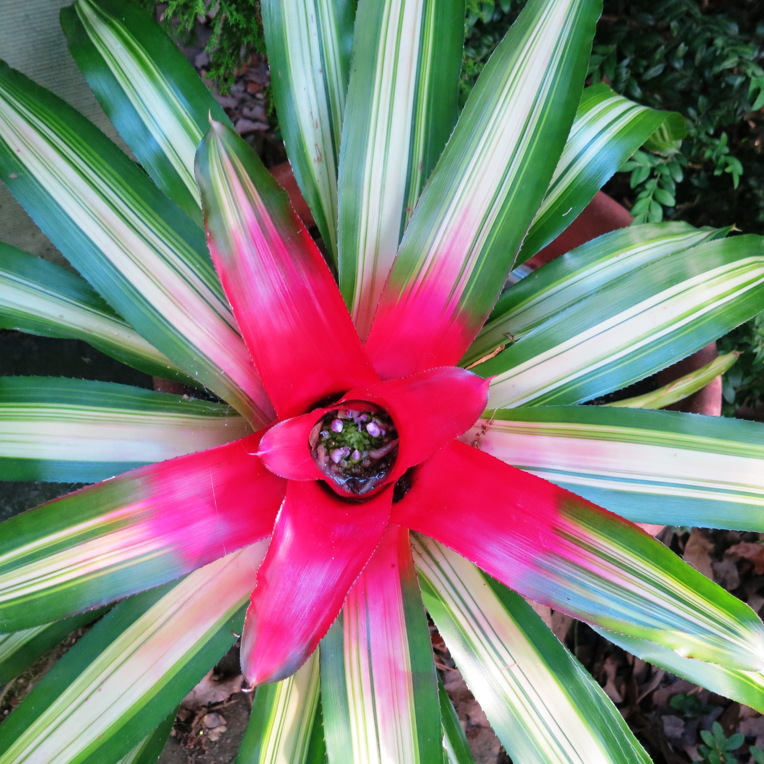 Photo of a green and white variegated leaf bromeliad with red center coloring 
