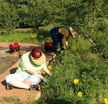 Arkansas master gardeners work in a garden