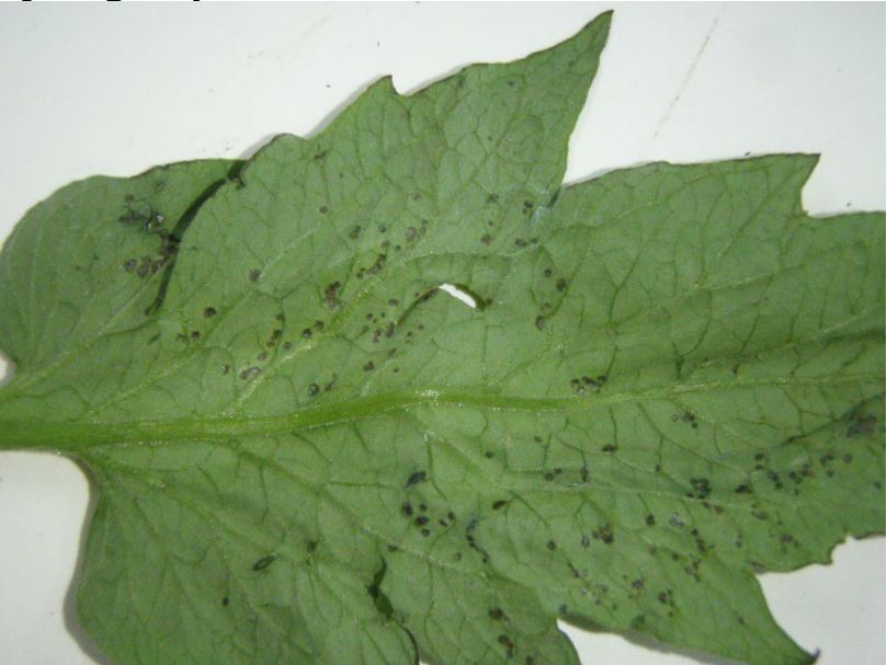 Leaf displaying Bacterial Speck symptomology, including small, dark lesions. 