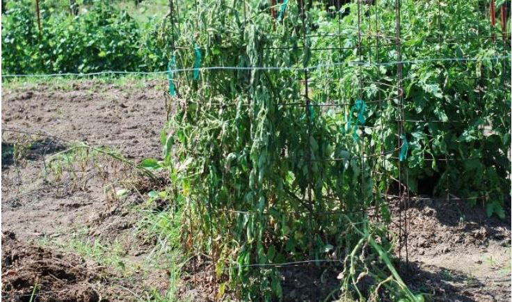 Tomato plant showing bacterial wilt symptomology, including drooping leaves and slight discoloration