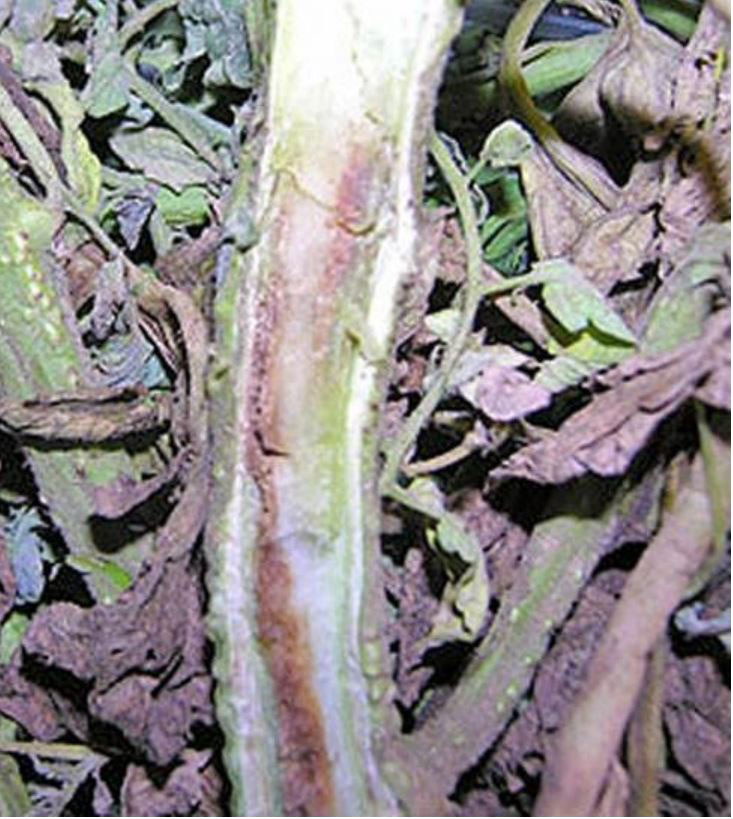 Tomato stem cut open, displaying bacterial wilt symptomology including brown discoloration
