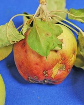 Apple scab | fruit An apple fruit with scabby lesions caused by the apple scab fungus Venturia inaequalis