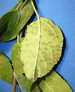 Apple scab | leaves Apple leaves with brown velvety spots on lower surfaces caused by the apple scab fungus Venturia inaequalis