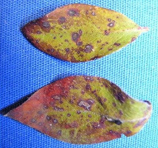 Azalea leaf spot Close up of two Azalea leaves with red spots with ashy centers caused by Cercospora handelii
