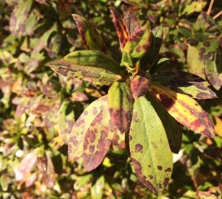 Azalea Leaf Spot Azalea leaves heavily spotted with red lesions, caused by the fungus Cercospora handelii