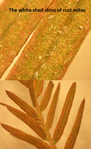 baldcypress rust mite damage