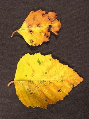 Birch Leaf Spot | blight birch leaf showing yellowing and characteristic leaf spotting caused by Cryptocline betularum