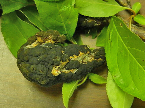 Black Knot of Cherry and Plum Olive green young knots on a tree caused by black knot fungal infection.