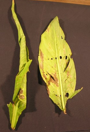 Canna leaf | damaged by canna leaf roller A canna leaf that has been rolled up by a leaf roller and one unrolled to show the holes in the tissue done by the larger canna leaf roller.