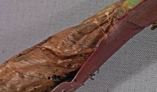 Canna leaf | rolled and tied by canna leaf roller larva A canna leaf that has been rolled and tied with silk by a canna leaf roller larva.