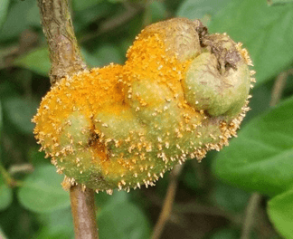Cedar Quince Rust on Pear Orange pustules on pear fruit caused by Cedar quince Rust