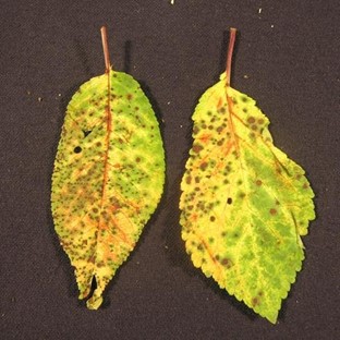 Cherry Leaf Spot Yellowed leaves of a cherry tree with numerous round, brown spots with the centers fallen out on the older spots. This is caused by the cherry leaf spot fungus
