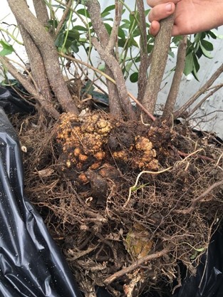 Crown Gall | Euonymus Large woody, knobby galls on the crown and roots of a euonymus plant infect with the crown gall pathogen Agrobacterium tumefaciens