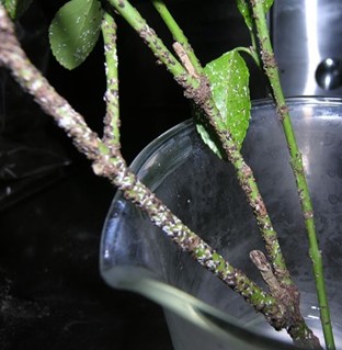 Euonymus | scale Euonymus leaves and twigs covered with white male and female brown euonymus scale insects