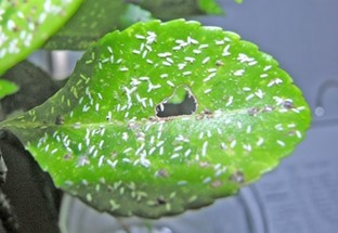 Euonymus leaf | scale Euonymus leaf covered with white male and female brown euonymus scale insects.