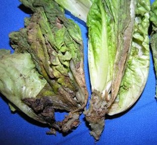 Lettuce leaves wilted with rotted stems caused by Sclerotinia