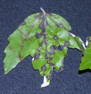 Maple anthracnose A maple leaf with black fungal lesions running down the main leaf veins, caused by anthracnose.