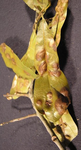 Oak leaf blister | aged Brown blisters on oak leaves caused by the fungus Taphrina caerulescens, commonly called oak leaf blister.