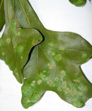 Oak leaf blister Light colored splotches on oak leaves caused by the fungus Taphrina caerulescens, commonly called oak leaf blister.