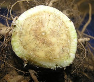 Okra stem | wilt symptoms Brown speckling and streaking inside an okra stem caused by verticillium.