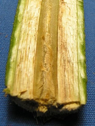 Okra | stem with signs of wilt Brown streaking inside an okra stem caused by verticillium.