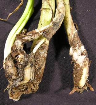 Onion White Rot | bulbs Fluffy white fungal mycelia on onion bulbs and subsequent rot.