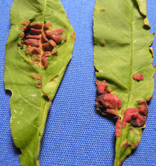 Peach Leaf Curl Blister-like swellings, curling, thickening, puckering, and discoloration of two peach leaves.