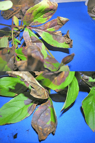 Peony Blotch Leaves of peony, green with discoloration of brown and purple spots caused by Peony Blotch
