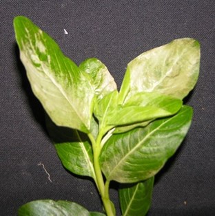 Pepper | Sunburn Pepper plant with gray leaves from sunburn.`