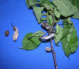 Plum pockets | branch Normal plum fruit beside a plum pocket fruit. The plum pocket is enlarged and elongated from the plum pocket fungus.