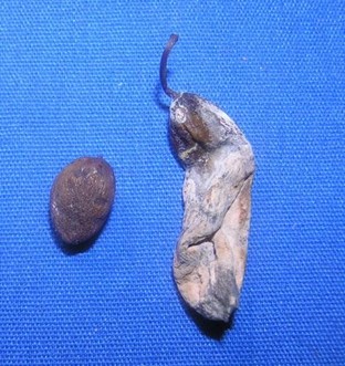 Plum pockets | fruit Normal plum fruit beside a plum pocket fruit. The plum pocket is enlarged and elongated from the plum pocket fungus.